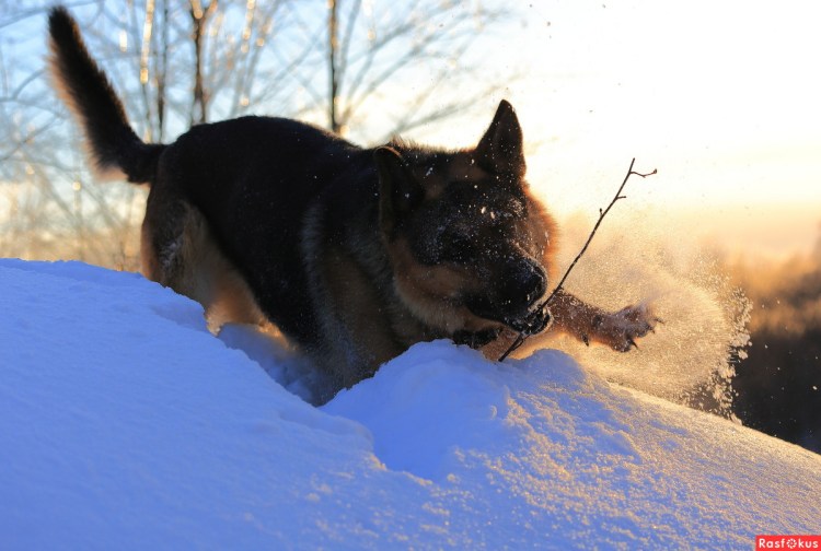 Немецкая овчарка