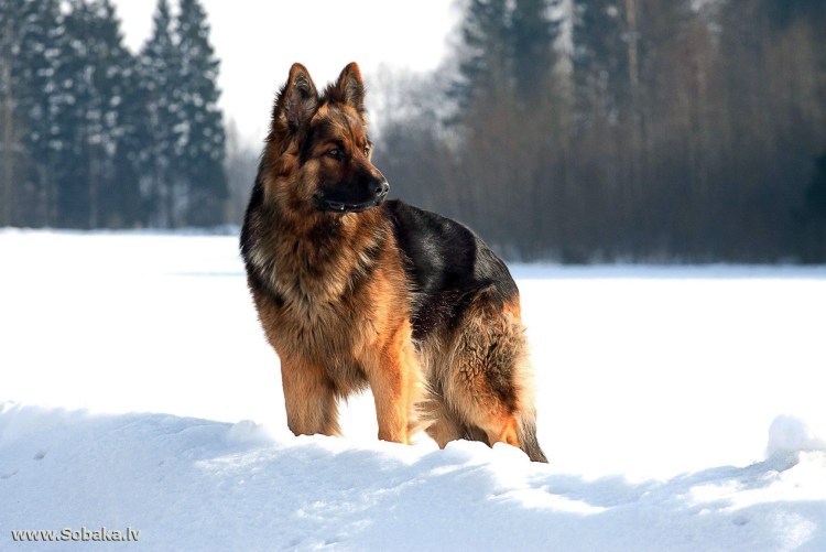 Животные радуются снегу