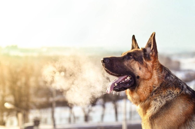 Немецкая овчарка на прогулке