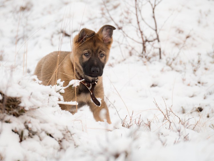 Немецкая овчарка ЗКС зима