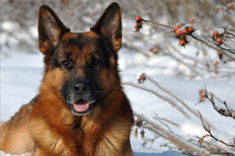 Длинношёрстная немецкая овчарка в снегу