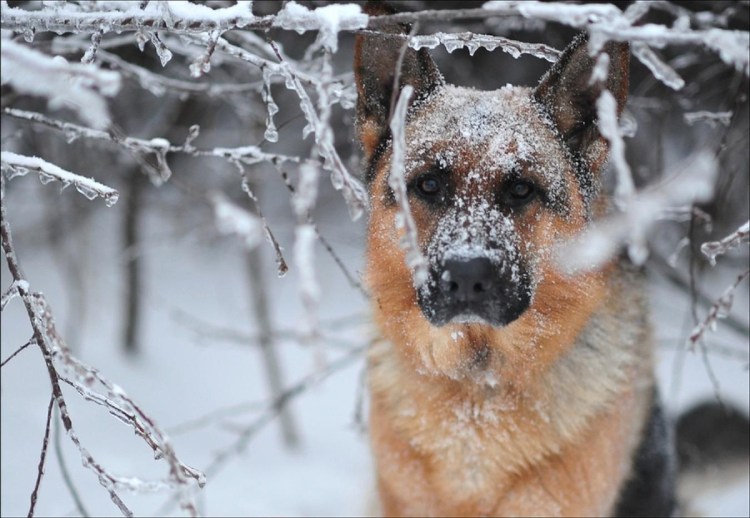 German Shepherd немецкая овчарка щенок
