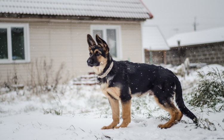 Северная немецкая овчарка