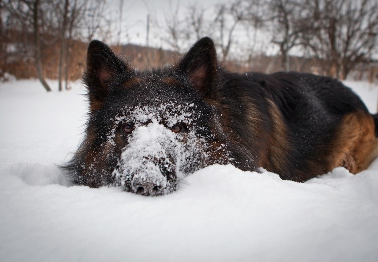 Шилонская овчарка длинношерстная