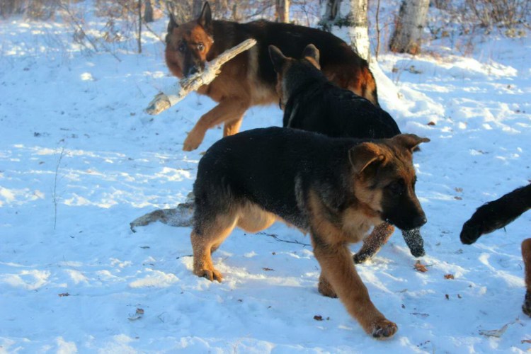 Немецкая овчарка буч