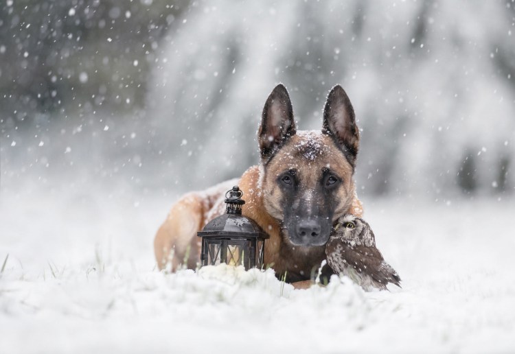 Овчарка на цепи