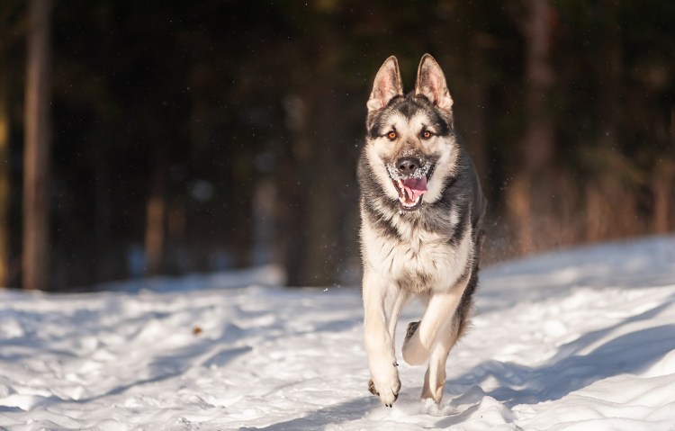 Немецкая овчарка Макс