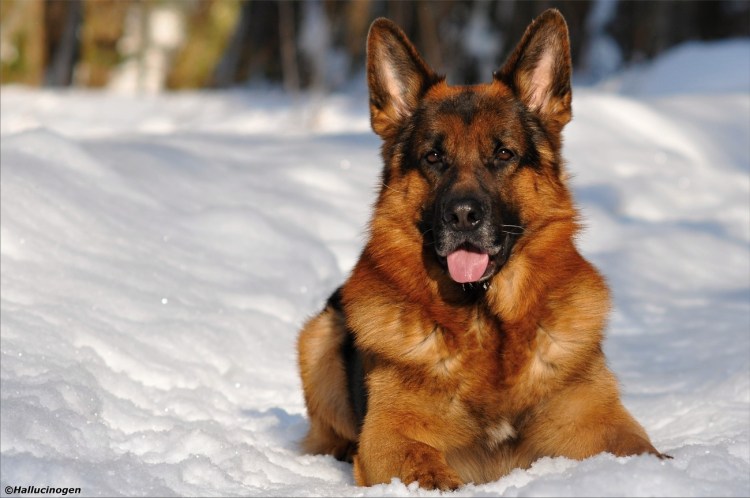 Восточно европейская овчарка в снегу