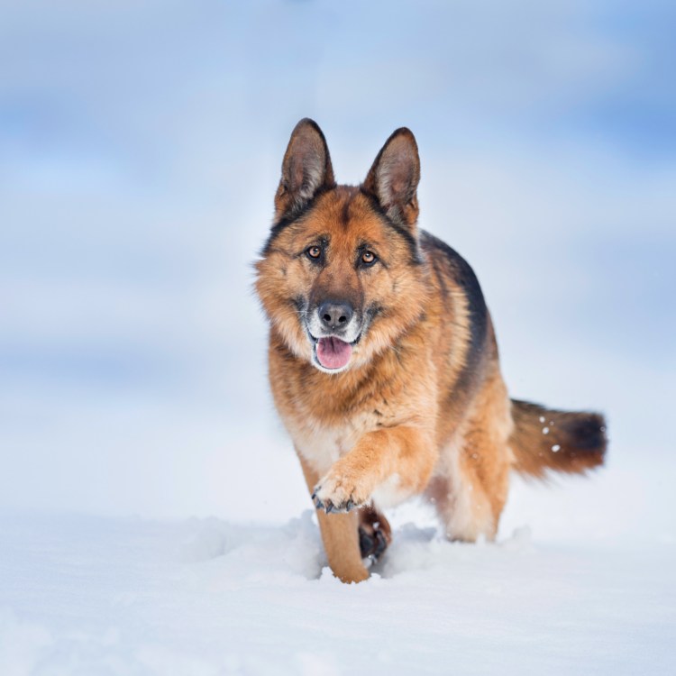 Немецкая овчарка злая