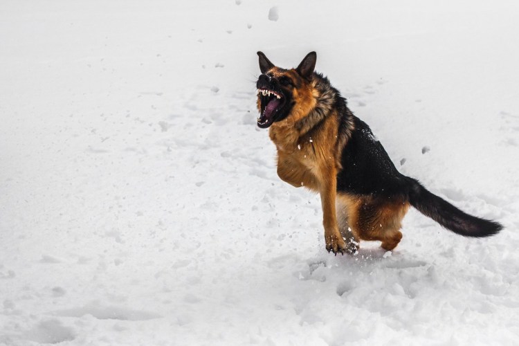 Восточноевропейская овчарка длинношерстная