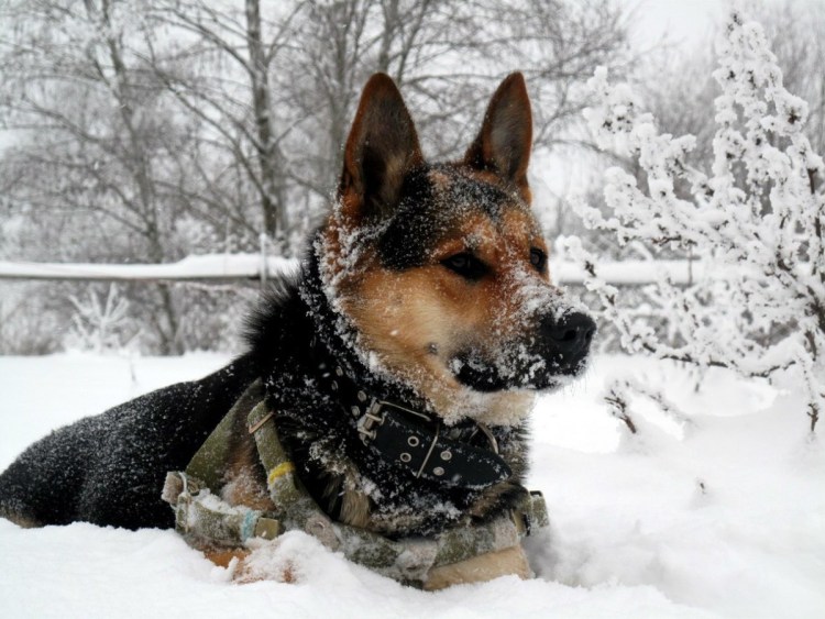 Собака немецкая овчарка