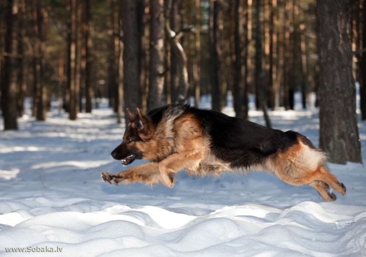 Немецкая овчарка на заставку