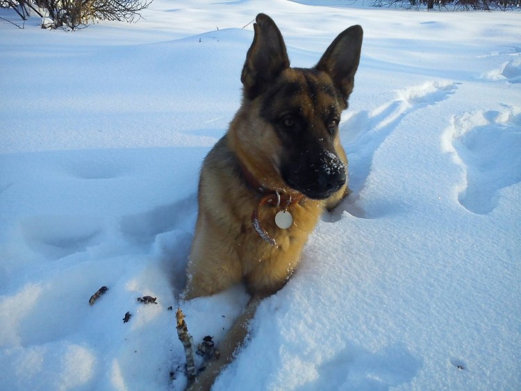 Немецкая овчарка Юрий Белов