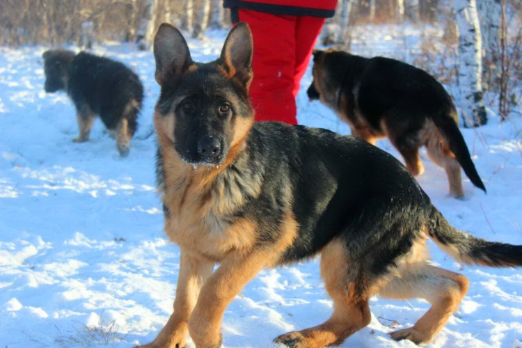 Малинуа зимой