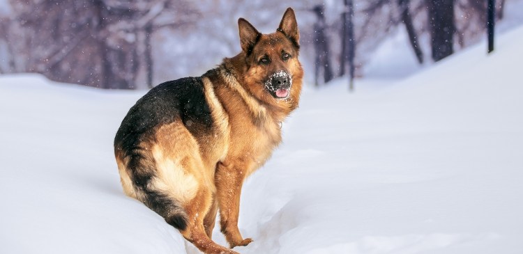 Черная овчарка на снегу