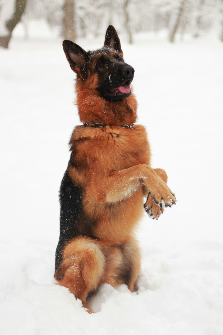 Немецкая овчарка в снегу