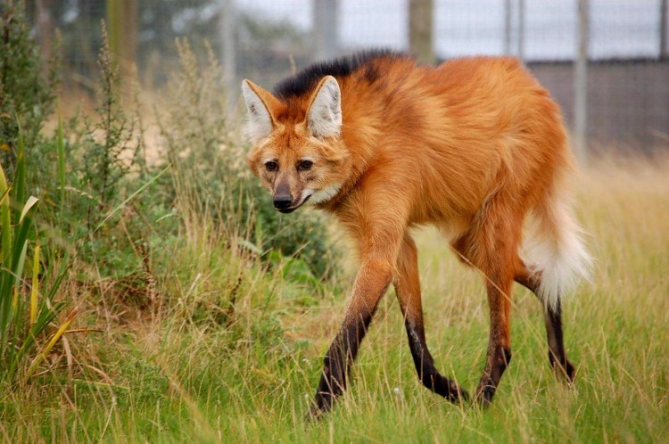 Гривистый волк Южной Америки