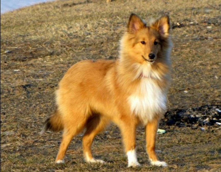 Лисья овчарка