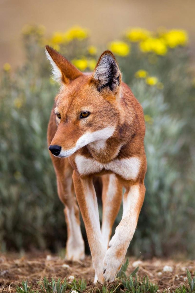 Эфиопский Гривистый волк