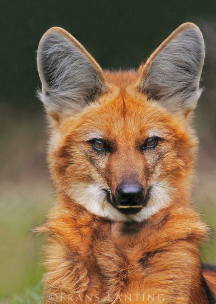 Гривистый волк