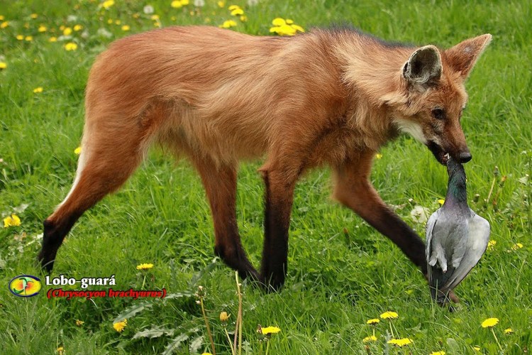 Гривистый волк гуара