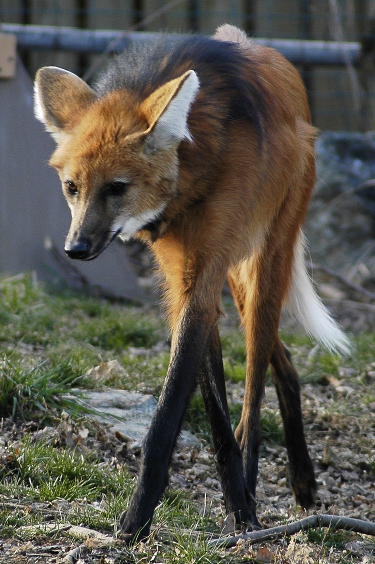 Гривистый волк