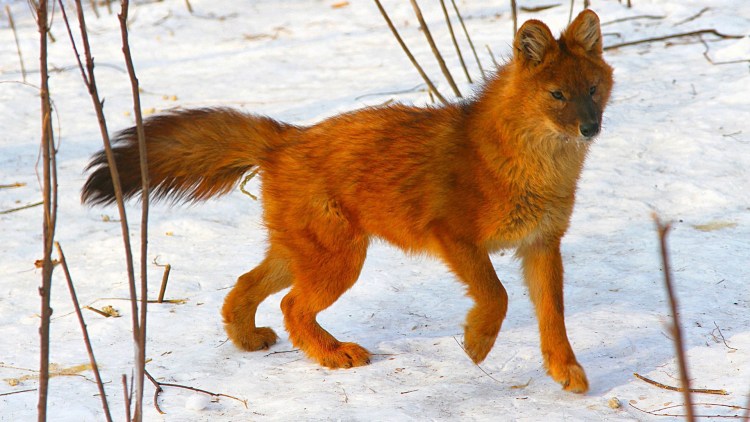 Красный волк