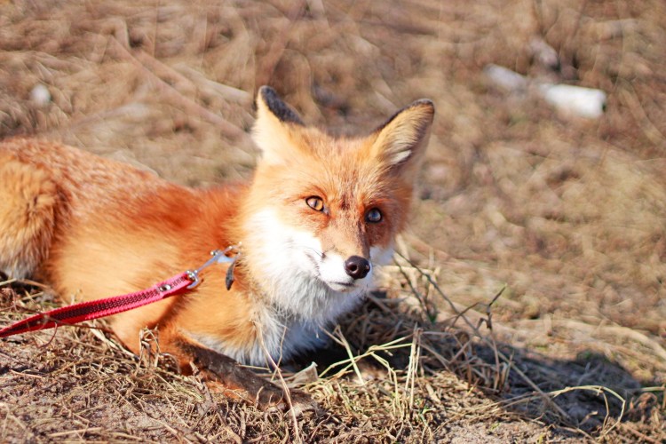 Гобийская лиса