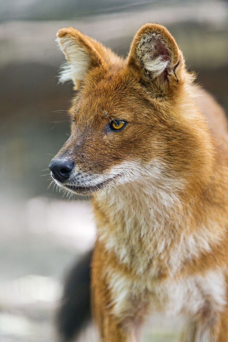 Красный волк