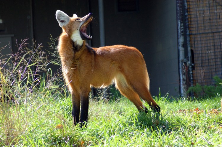 Гривистый волк гуара