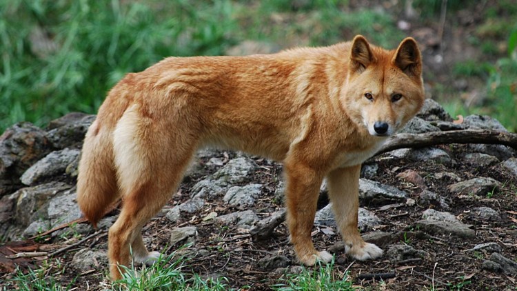 Австралийский Динго