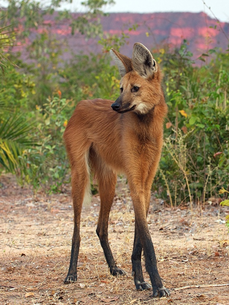 Животные Южной Америки Гривистый волк