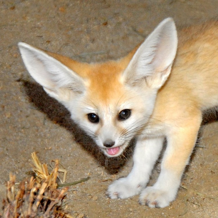 Fennec Fox pup