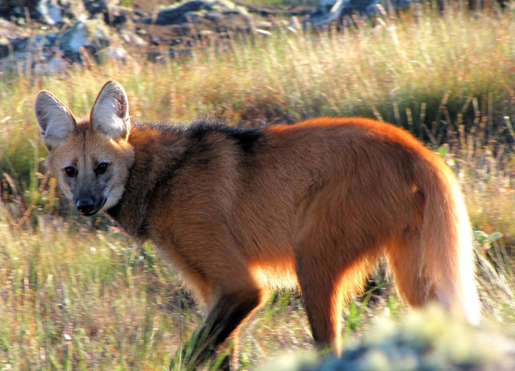Гривистый волк