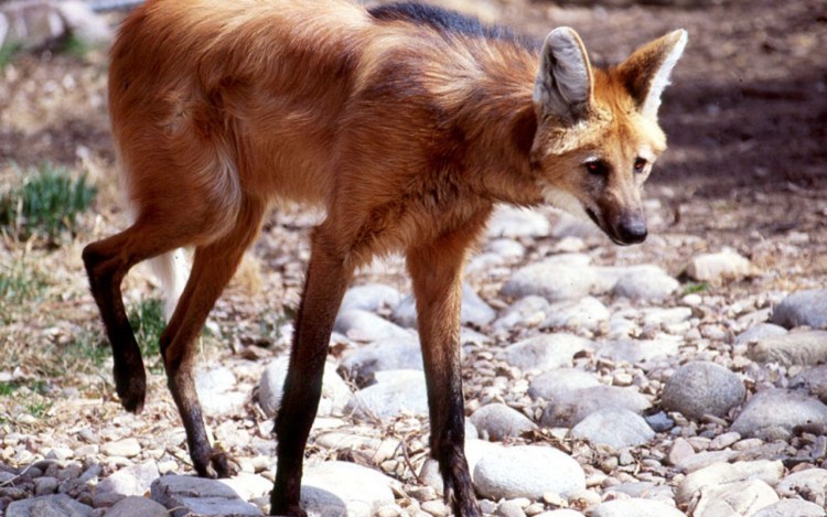 Гривистый волк гуара
