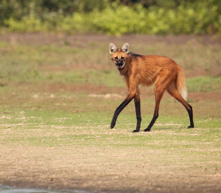Гривистый волк Южной Америки