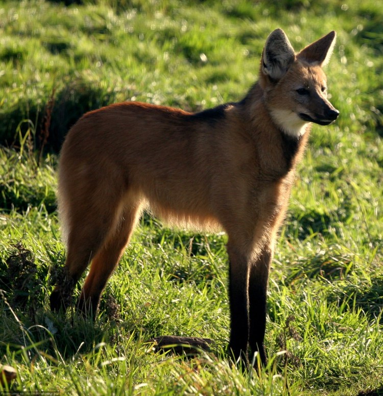 Гривистый волк