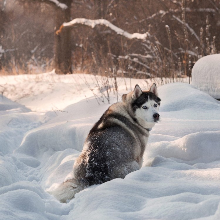 Аляскинский маламут злой