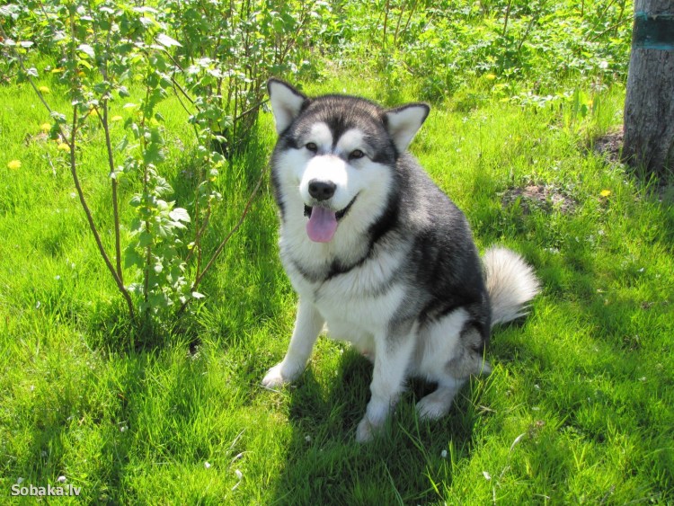 Маламут и дети