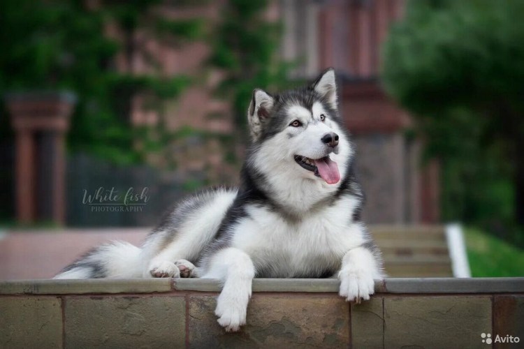 Порода кошек маламут