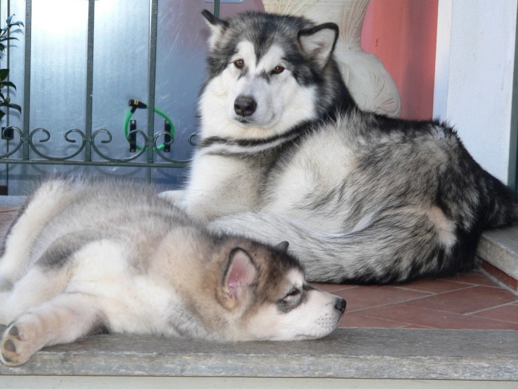 Порода котов маламут