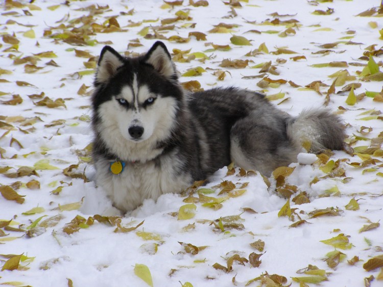 Аляскинский маламут и алабай
