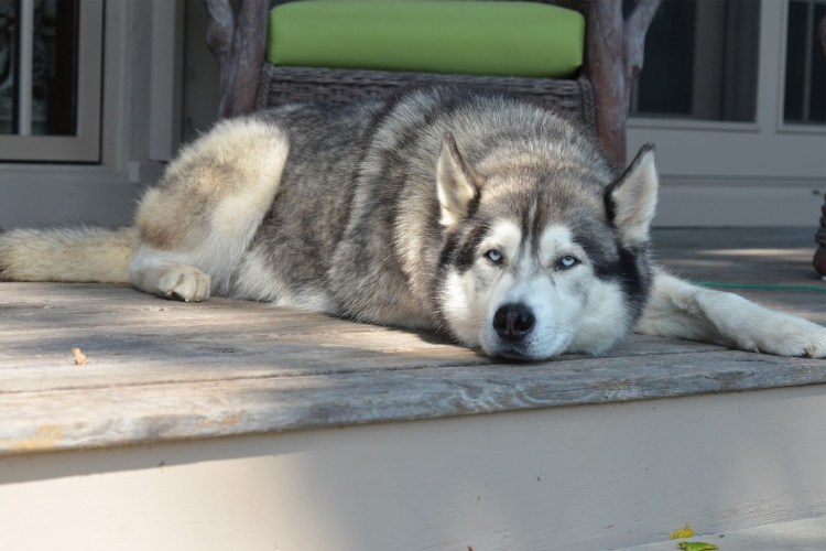 Лайка Баламут сидит в лесу зимой