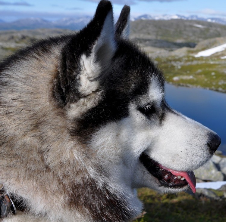 Сибирский хаски лапы