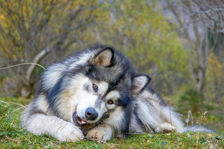 Порода кошек маламут