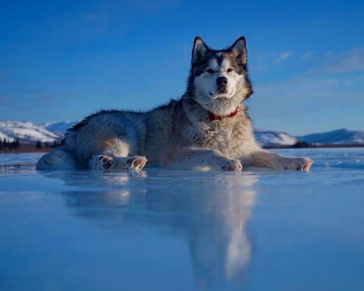 Обои в виде лайка