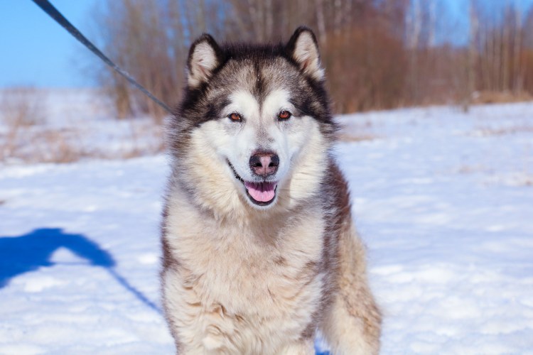 Маламут кошка фото