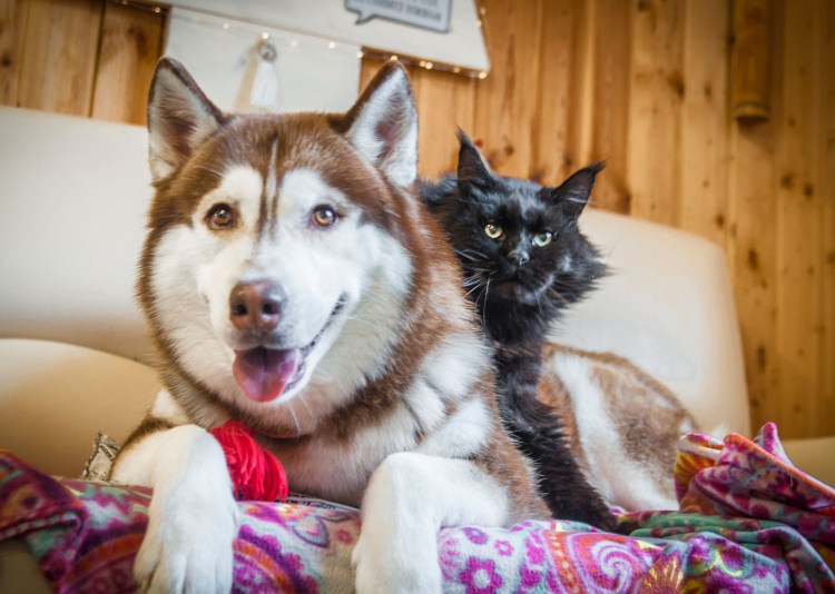 Собака хаски