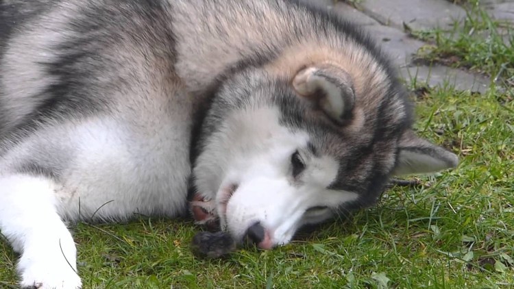 Маламут и кот