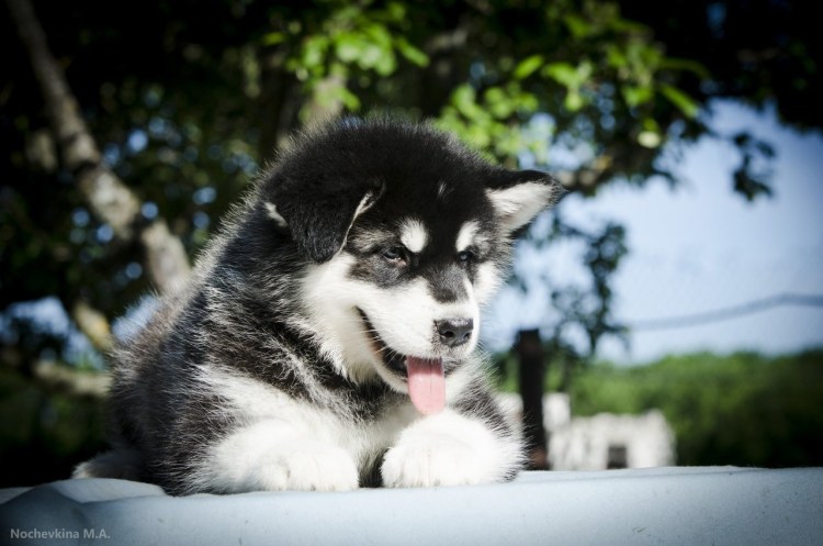 Хаски Сеппала